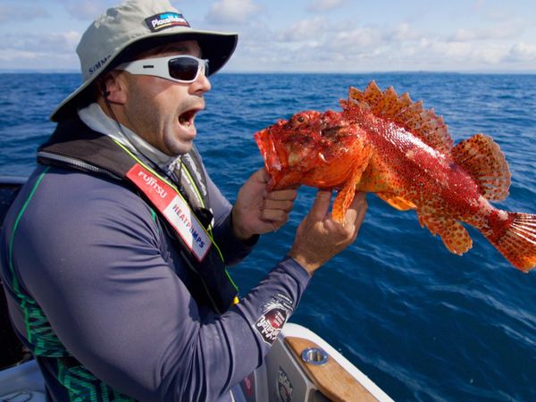 Big Angry Fish - Rangiputa Harbour
