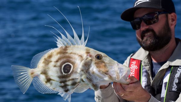 Big Angry Fish - Kawhia Markerpole