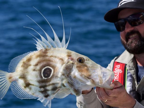 Big Angry Fish - Kawhia Markerpole