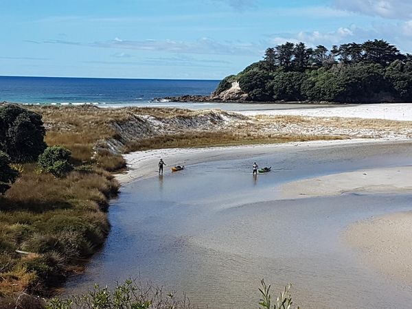 Big Angry Fish - Islands of Coromandel