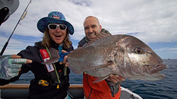 Big Angry Fish - Mayor Island Snapper