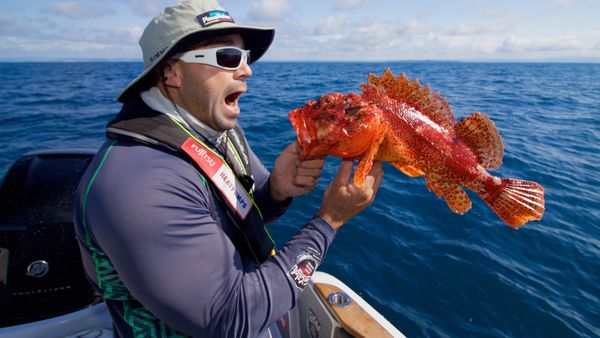 Big Angry Fish - Rangiputa Harbour