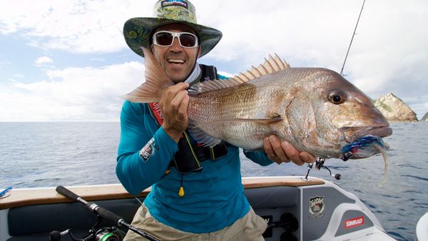 Big Angry Fish - Aldermen Islands