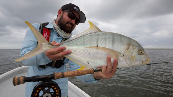 Big Angry Fish - Cape York