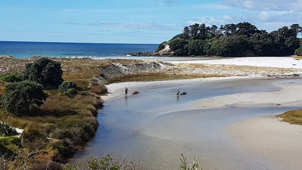 Big Angry Fish - Islands of Coromandel