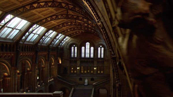 Eine Nacht Im Museum - Naturhistorsches Museum, London