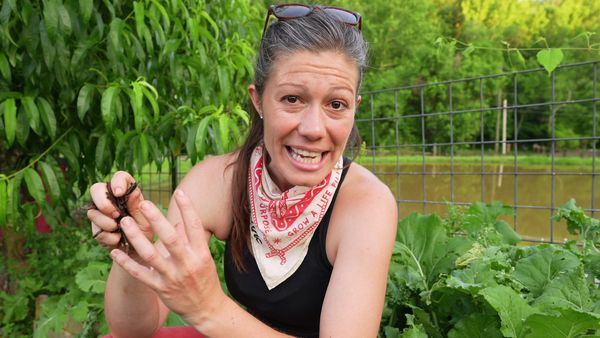 Anne Briggs: This Old House Makers Channel - Lazy Gardening: Pests