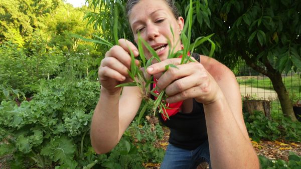 Anne Briggs: This Old House Makers Channel - Lazy Gardening: Summer Crops