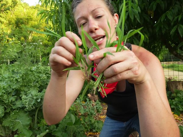 Anne Briggs: This Old House Makers Channel - Lazy Gardening: Summer Crops