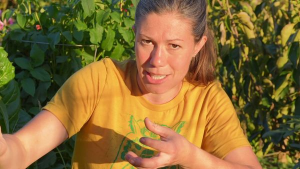 Anne Briggs: This Old House Makers Channel - Lazy Gardening: Fall Tips
