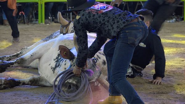 La Liga Mexicana de Jaripeo Profesional - Fecha 11