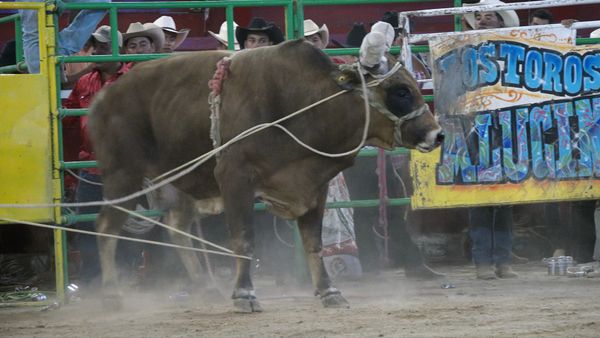 La Liga Mexicana de Jaripeo Profesional - Fecha 14