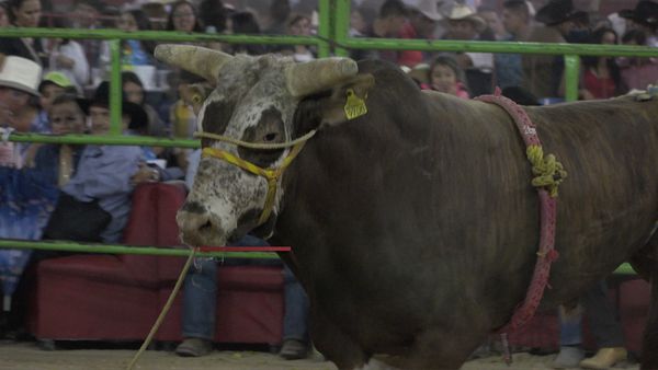 La Liga Mexicana de Jaripeo Profesional - Fecha 18