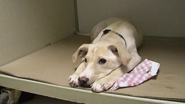 A Dog's Life - Episode 2