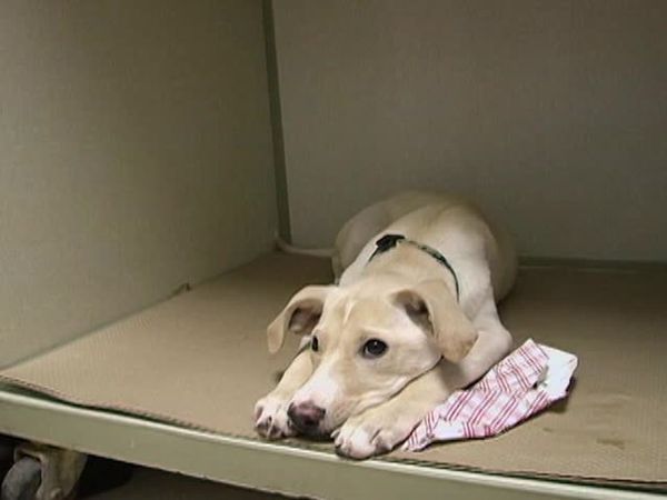 A Dog's Life - Episode 2