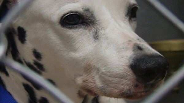 A Dog's Life - Episode 3