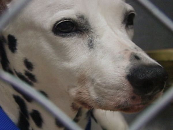 A Dog's Life - Episode 3