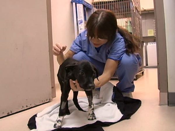 A Dog's Life - Episode 5