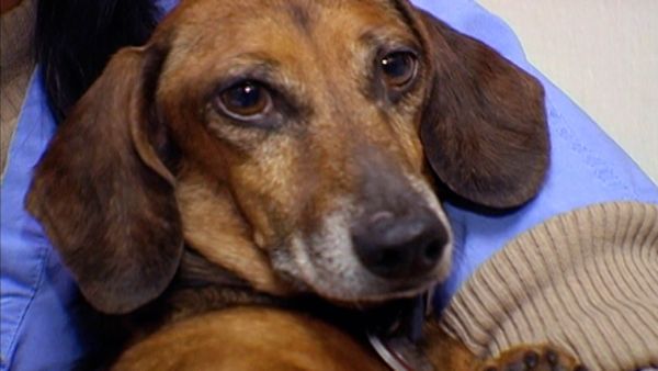 A Dog's Life - Episode 6