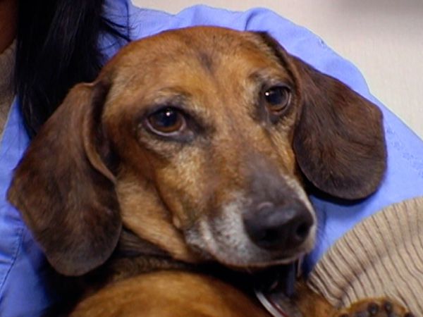 A Dog's Life - Episode 6
