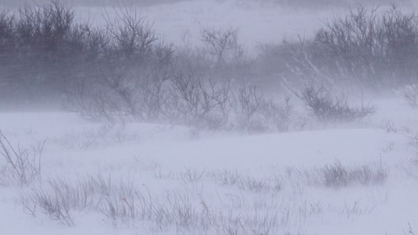 Storm of Suspicion - Blizzard of Brutality