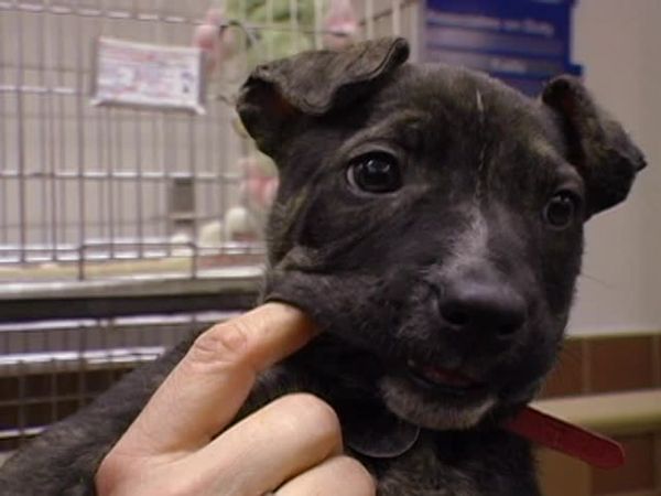 A Dog's Life - Episode 8
