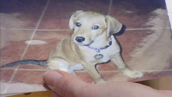 A Dog's Life - Episode 9