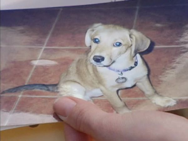 A Dog's Life - Episode 9