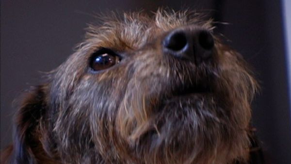 A Dog's Life - Episode 11