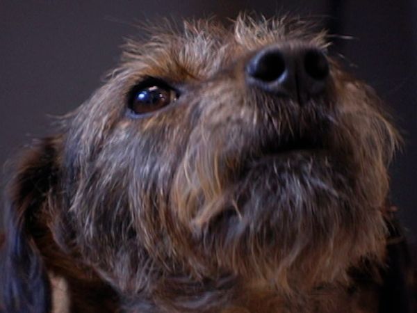 A Dog's Life - Episode 11