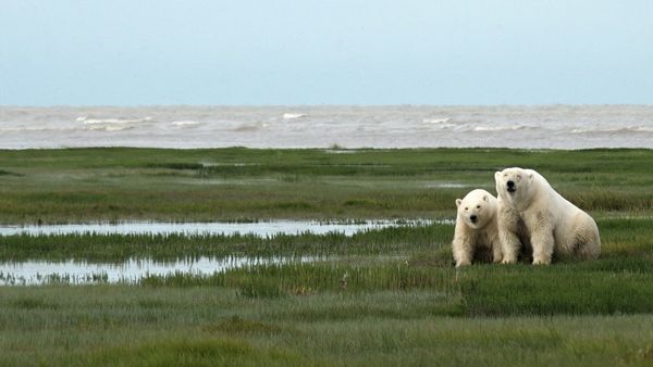 Angry Planet - Polar Bears