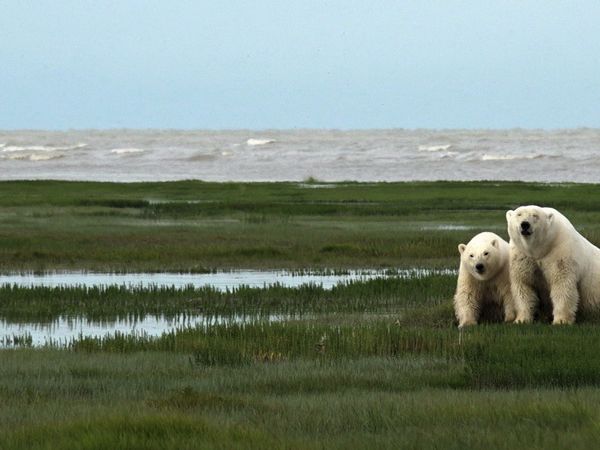 Angry Planet - Polar Bears