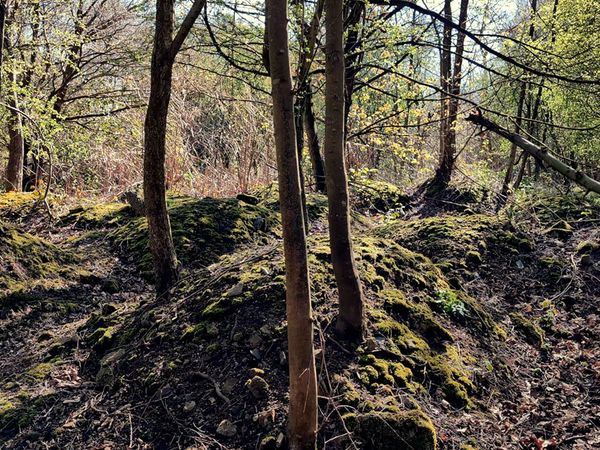 Ghost Dimension - The Woods of the Forgotten