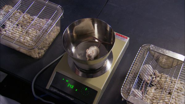 ExperiMental - Episode 8