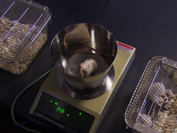 ExperiMental - Episode 8