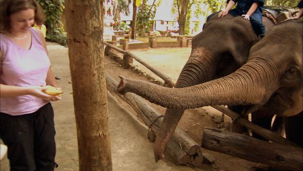 Animals at Work - Prathida Elephant Orchestra