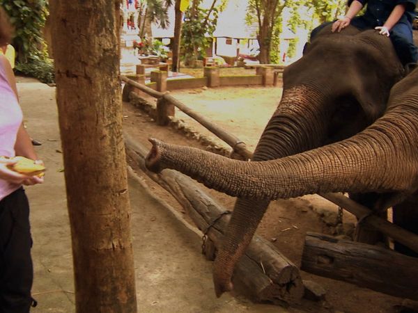 Animals at Work - Prathida Elephant Orchestra