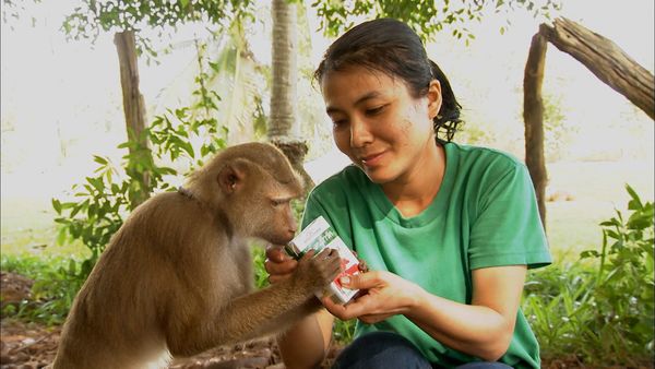 Animals at Work - Nok Monkey School