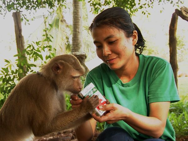Animals at Work - Nok Monkey School