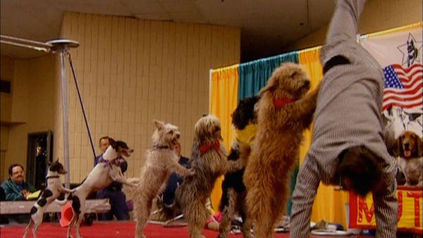 Animals at Work - Annie Bassett Agility Athlete