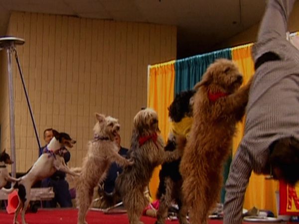 Animals at Work - Annie Bassett Agility Athlete