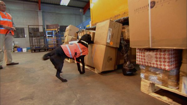 Animals at Work - DVD Sniffing Dogs