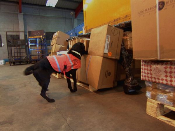 Animals at Work - DVD Sniffing Dogs