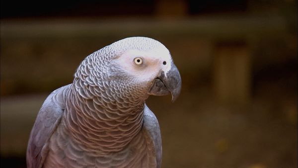 Animals at Work - Einstein The Imitator