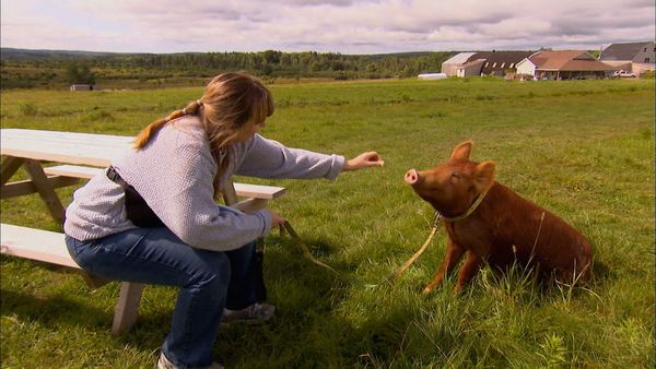 Animals at Work - Kitty Gardening Pig
