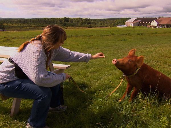 Animals at Work - Kitty Gardening Pig