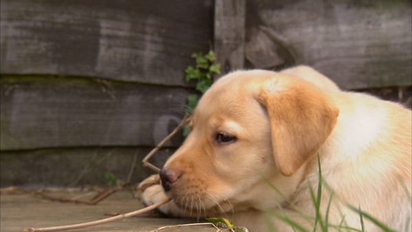 Animals at Work - Littler Model Puppies