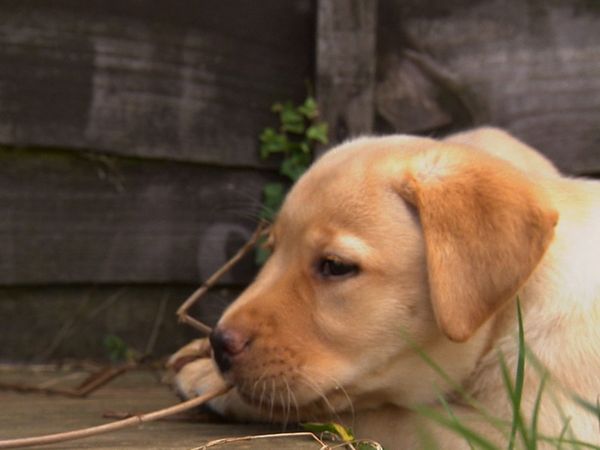Animals at Work - Littler Model Puppies