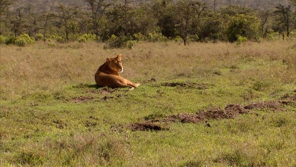 Animals at Work - Pasha Research Lion