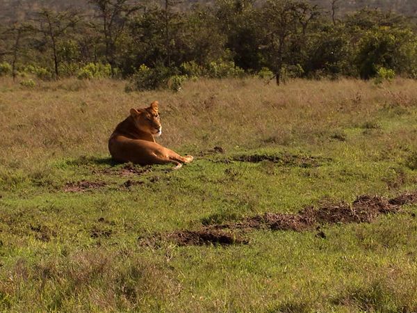 Animals at Work - Pasha Research Lion